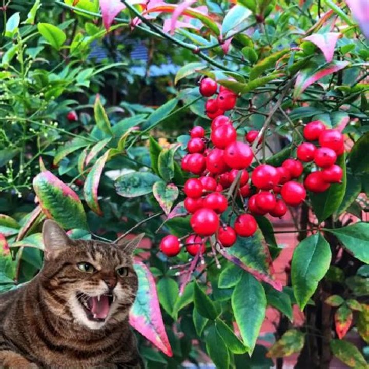 Is Heavenly Bamboo toxic to cats
