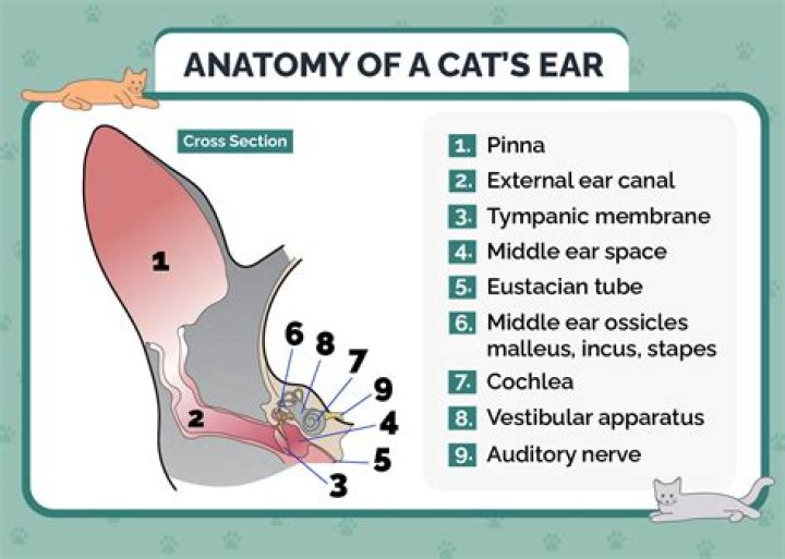 Is it safe to put peroxide in a cats ear