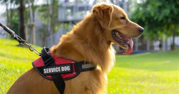 Is it true that if a service dog approaches you