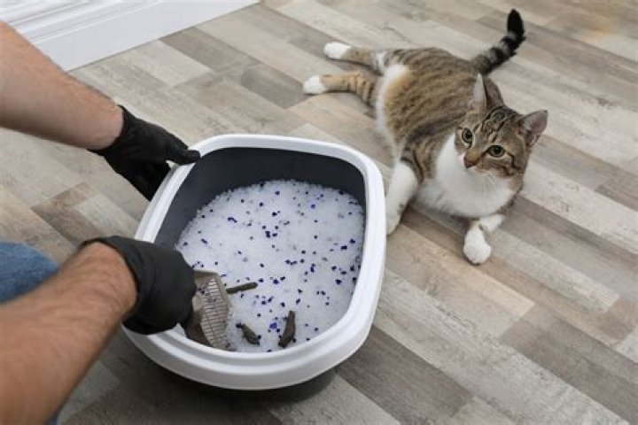 Is Kitty Litter bad for cats