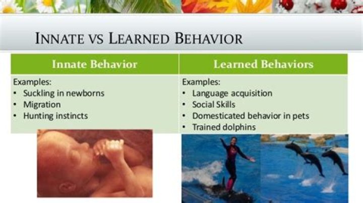 Is language an innate or learned system