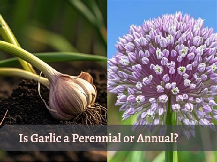 Is lettuce annual or perennial