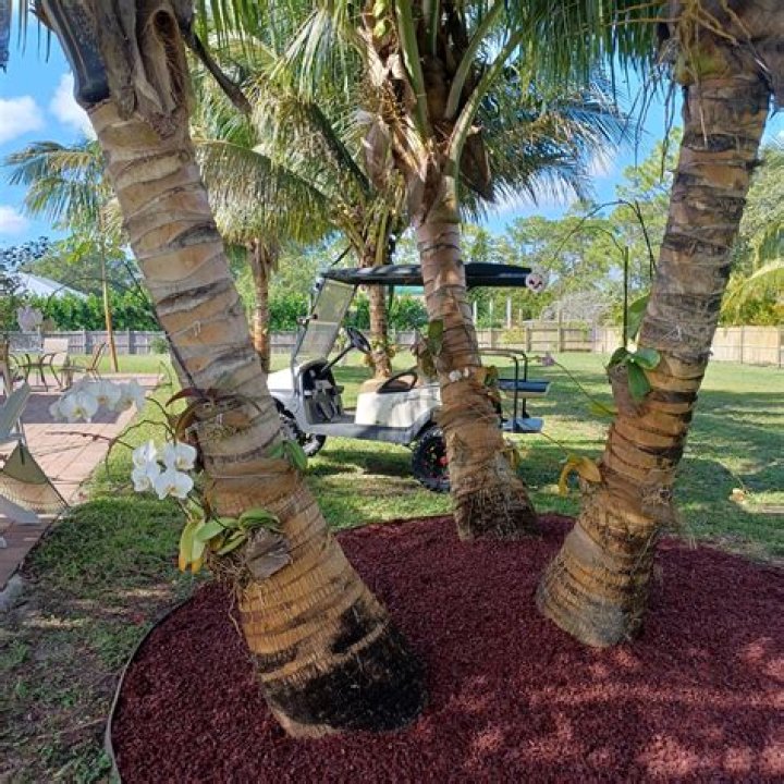 Is mulch good for palm trees