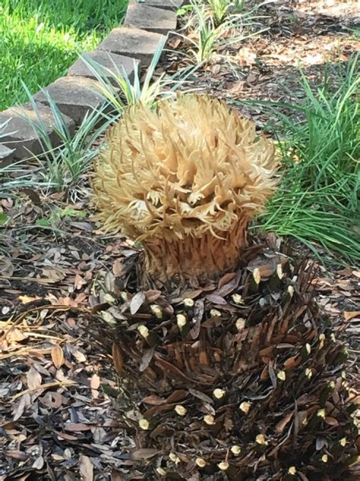 Is my sago palm dead