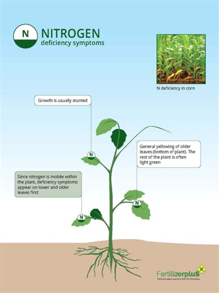 Is nitrogen bad for plants
