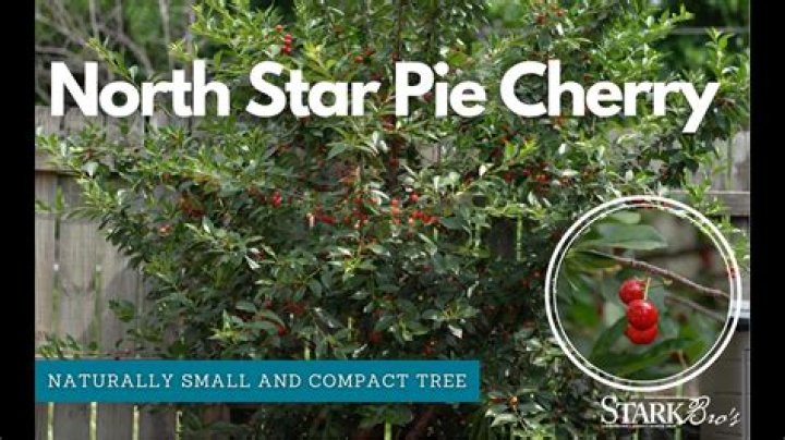 Is North Star cherry self pollinating