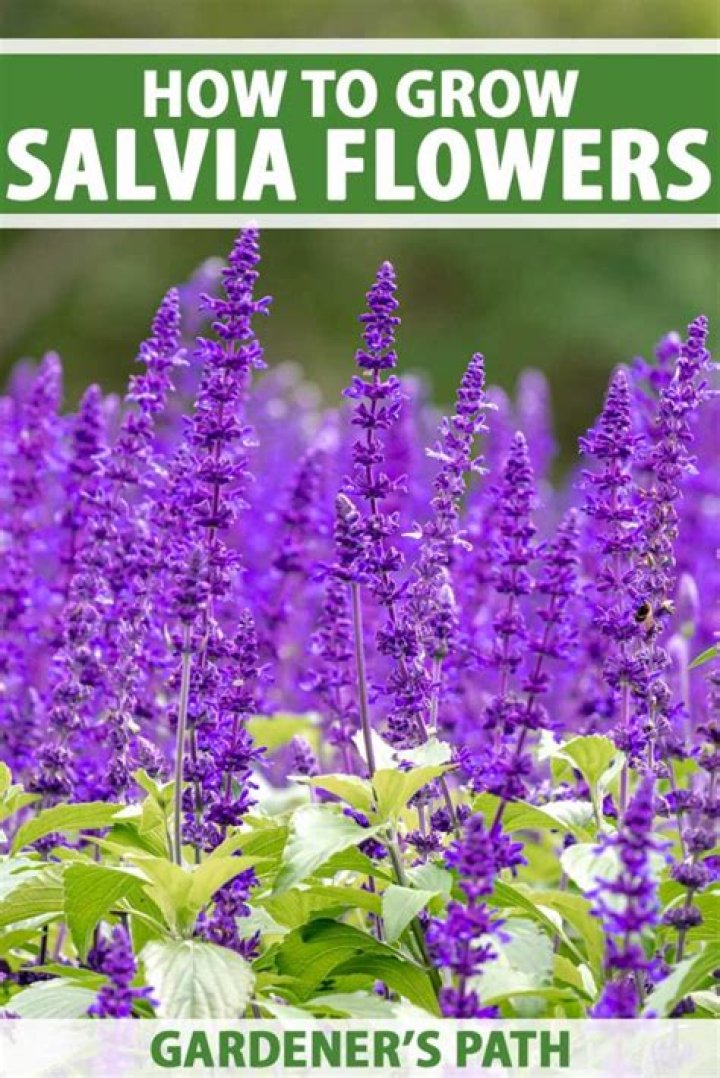 Is Salvia an annual or a perennial