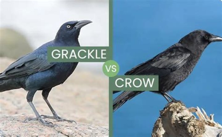 Is shooting grackles legal