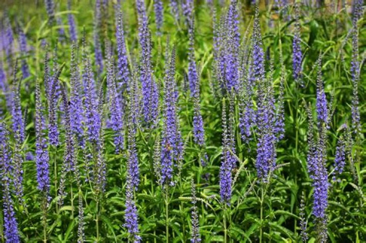 Is Speedwell an evergreen