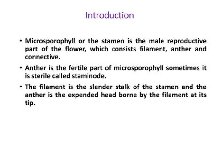 Is Stamen a Microsporophyll