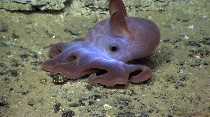 Is the dumbo octopus real