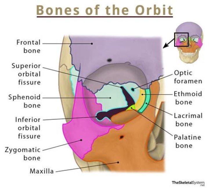 Is the temporal bone part of the orbit