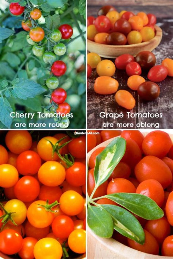 Is there a difference between grape tomatoes and cherry tomatoes