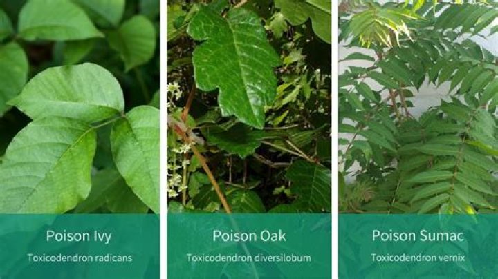 Is there poison sumac in Ontario