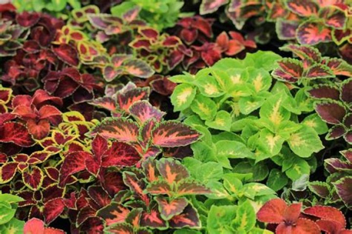 Is Vino Coleus a perennial