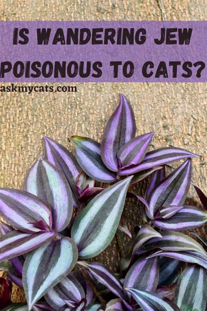 Is Wandering Jew poisonous to cats