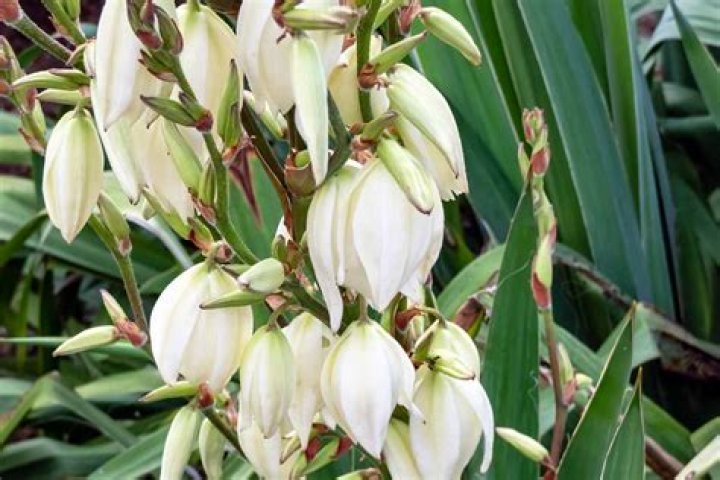 Is Yucca a perennial or annual