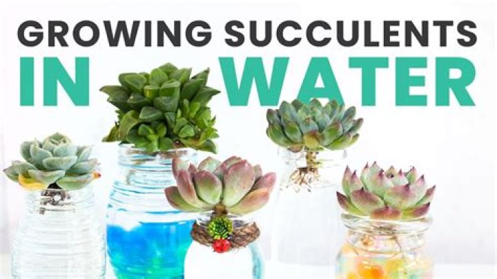 Should I water succulents after transplanting