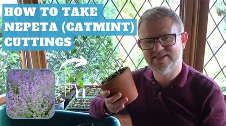 Should you cut back nepeta
