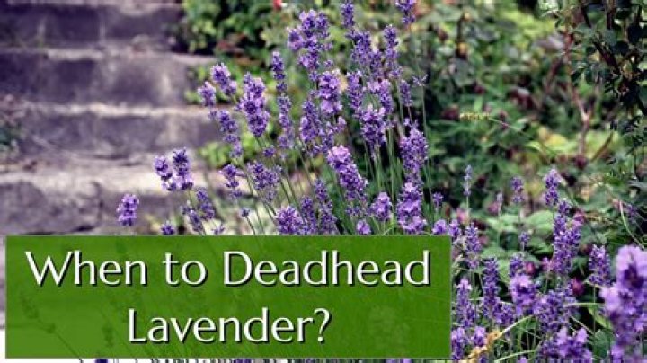 Should you deadhead plumbago