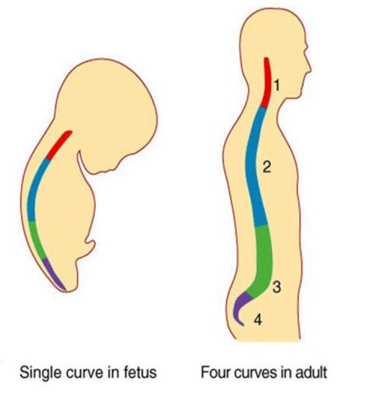 What 2 spinal curvatures are obvious at birth