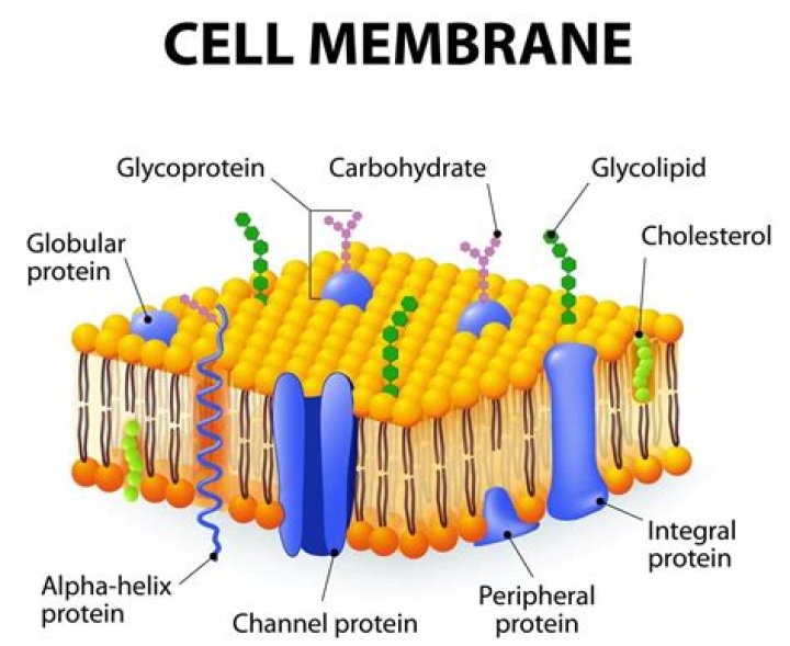 What are cell membrane proteins