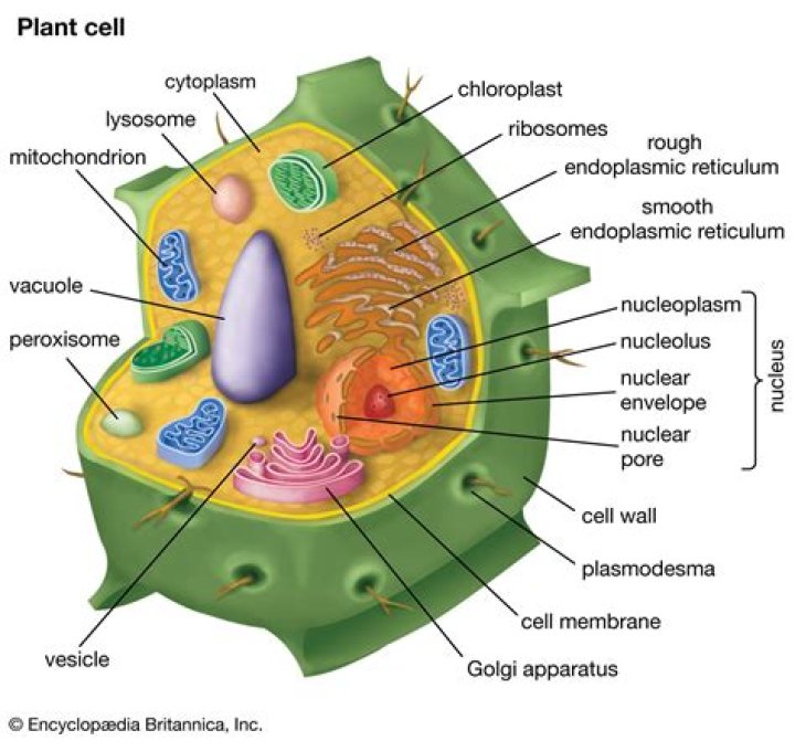 What are Dictyosomes in plant cells