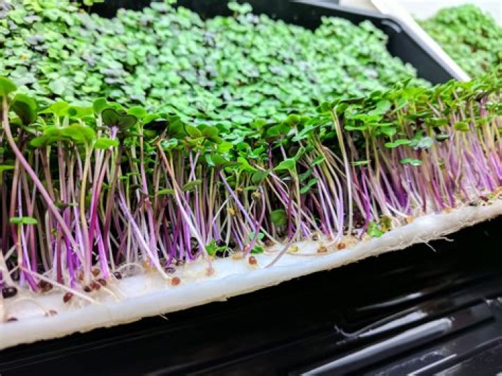 What are micro plants