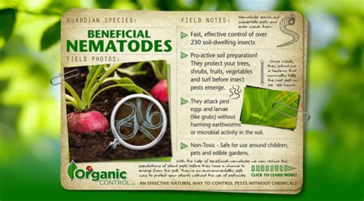 What are nematodes good for