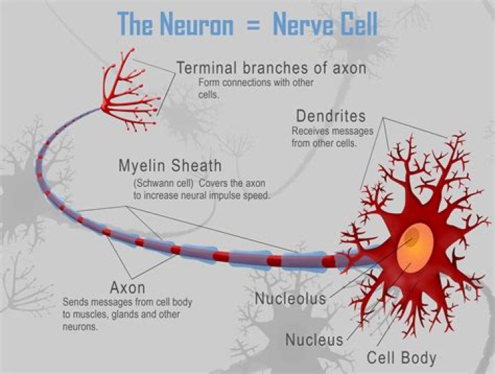 What are nerve cells and their functions