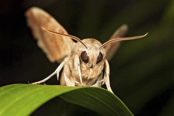 What are nocturnal insects