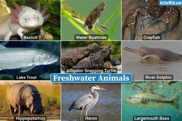 What are some examples of freshwater