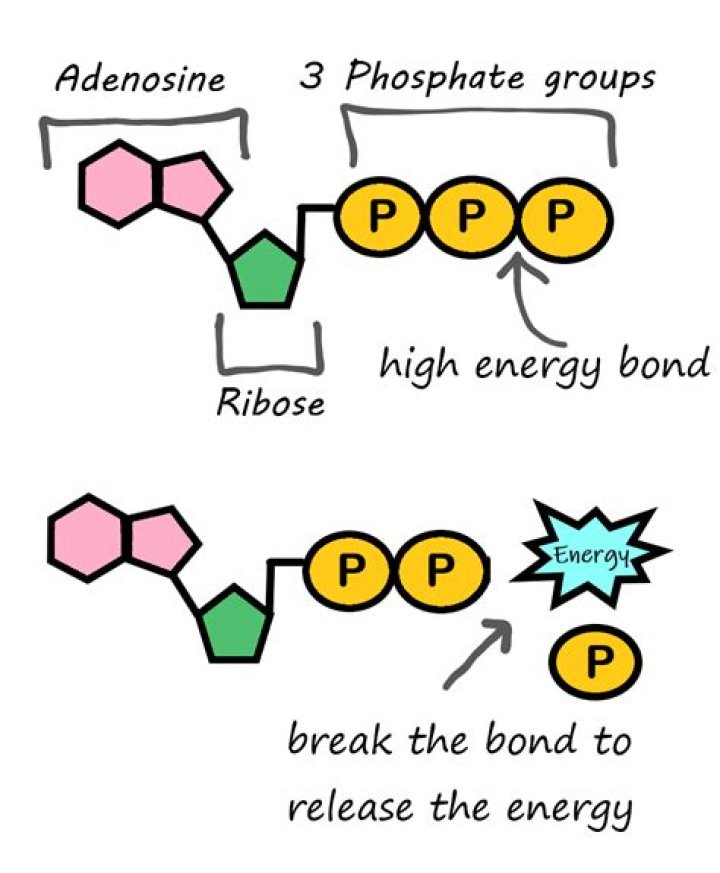 What are the 3 phosphate groups of ATP