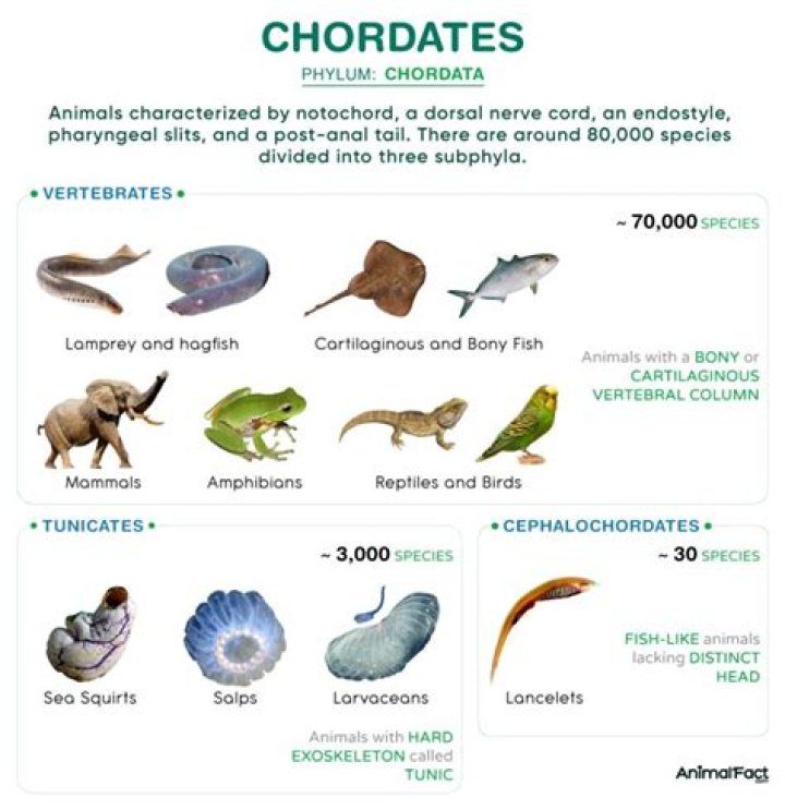 What are the 4 characteristics of the phylum Chordata