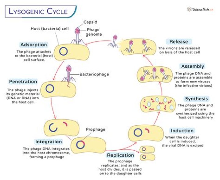 What are the 4 steps of the lysogenic cycle