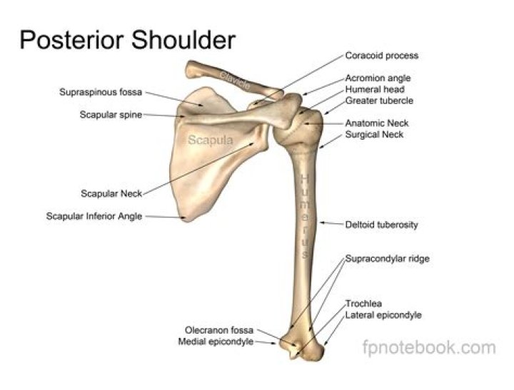 What are the bones of the upper extremities