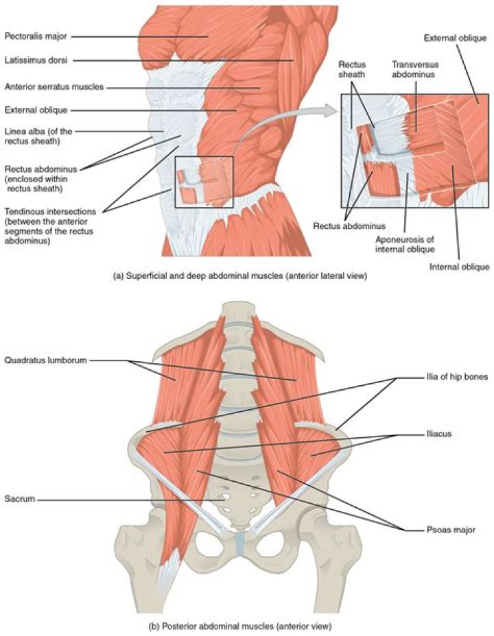 What are the deep abdominal muscles