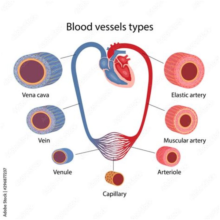 What are the different blood vessels