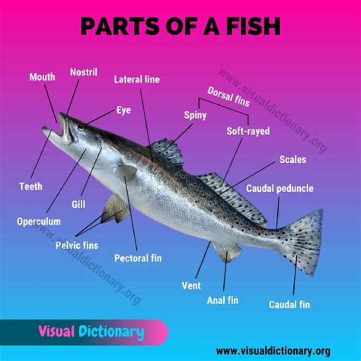 What are the different external parts of fish