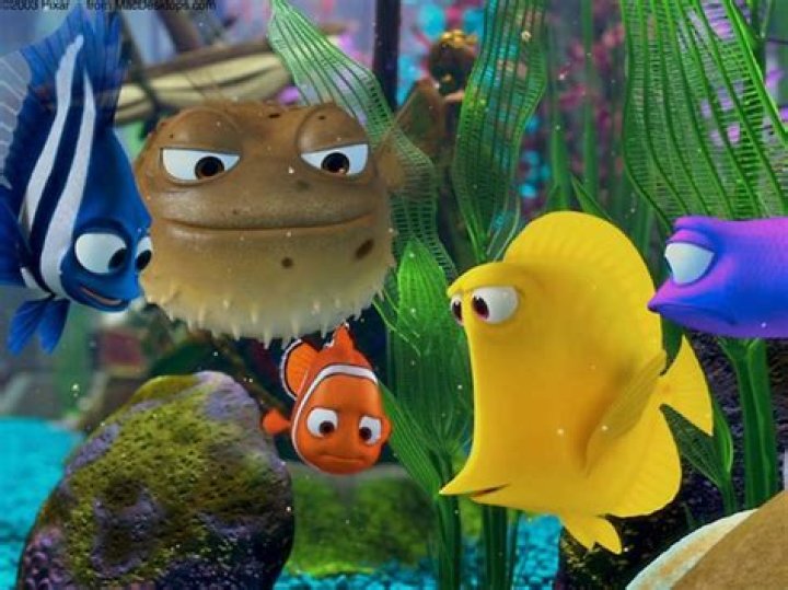 What are the fishes in Finding Nemo