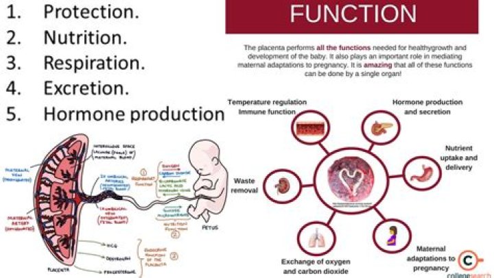 What are the four functions of the placenta