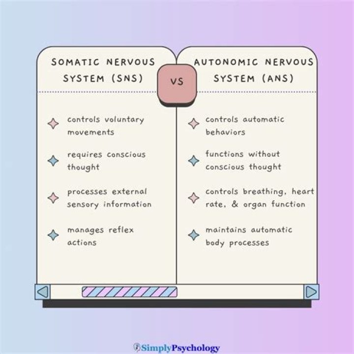 What are the functions of the somatic and autonomic nervous system