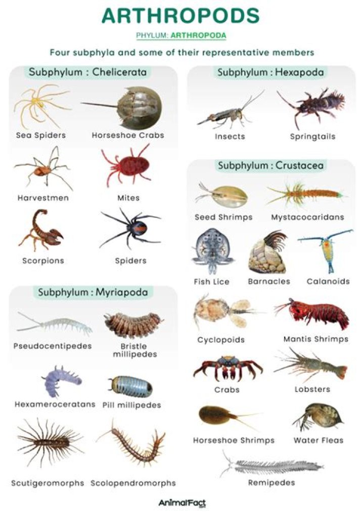 What are the general characteristics of arthropods