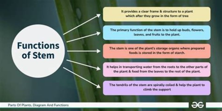 What are the main function of stem