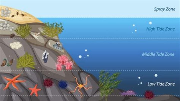 What are the major zones of marine habitat