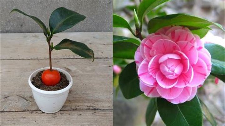 What are the pods on my camellia