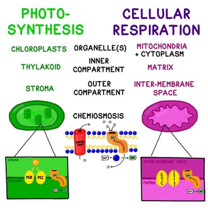 What are the similarities between photosynthesis and cellular respiration