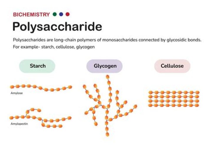 What are the three main components of polysaccharides