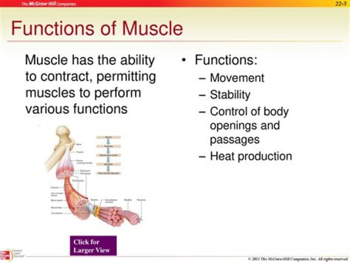 What are three functions of muscles