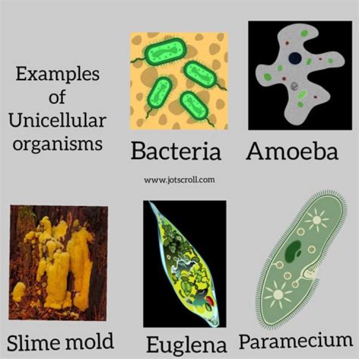 What are tiny organisms that are made of a single cell
